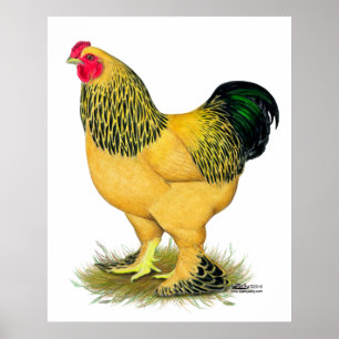 Brahma: Buff Rooster Poster