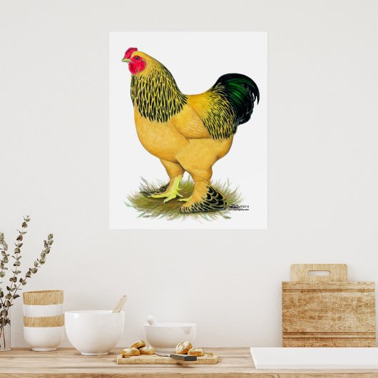 Brahma: Buff Rooster Poster (Keuken)