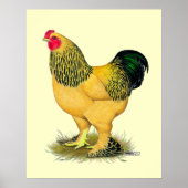 Brahma: Buff Rooster Poster (Voorkant)