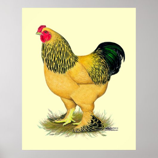 Brahma: Buff Rooster Poster (Voorkant)