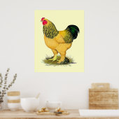 Brahma: Buff Rooster Poster (Keuken)