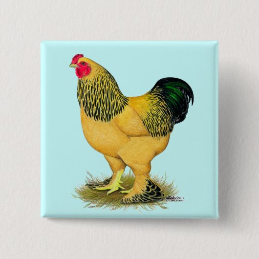 Brahma: Buff Rooster Vierkante Button 5,1 Cm (Voorkant)