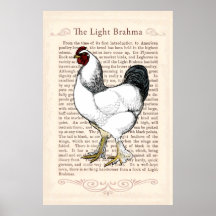 Brahma Chicken Country Kitchen Decor