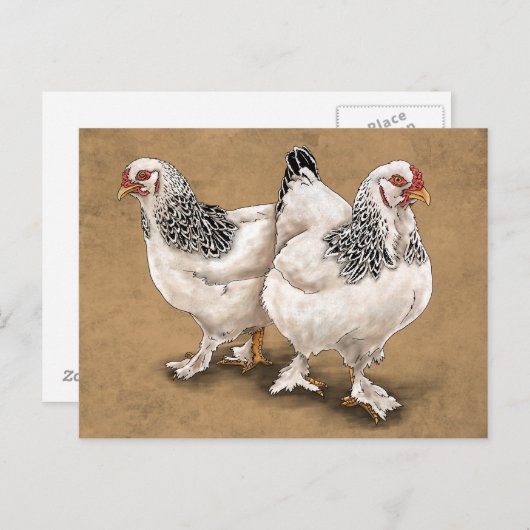 Brahma Chicken Hens Briefkaart (Voorkant / Achterkant)