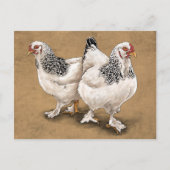 Brahma Chicken Hens Briefkaart (Voorkant)