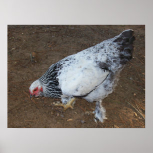 Brahma Chicken Poster