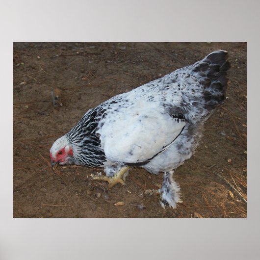 Brahma Chicken Poster (Voorkant)