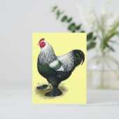 Brahma:  Dark Rooster Briefkaart (Staand voorkant)