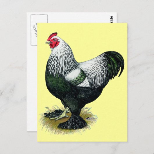 Brahma: Dark Rooster Briefkaart (Voorkant / Achterkant)