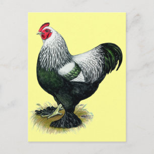 Brahma:  Dark Rooster Briefkaart