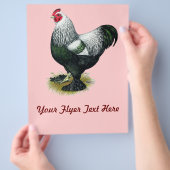 Brahma:  Donkere Haan Flyer (Hand)