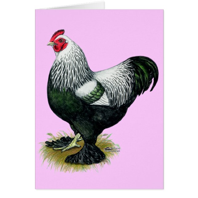 Brahma: Donkere rooster (Voorkant)