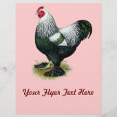 Brahma: Donkere rooster Flyer (Voorkant)