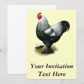 Brahma: Donkere rooster Kaart (Voorkant / Achterkant)