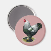 Brahma: Donkere rooster Magneet (Voorkant / Achterkant)