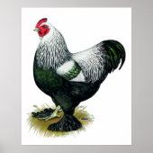 Brahma: Donkere rooster Poster (Voorkant)
