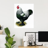 Brahma: Donkere rooster Poster (Thuiskantoor)