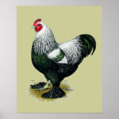 Brahma: Donkere rooster Poster (Voorkant)