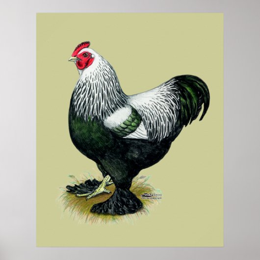 Brahma: Donkere rooster Poster (Voorkant)