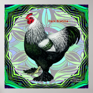 Brahma: Fancy donkere rooster Poster