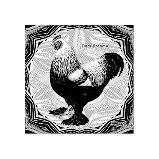 Brahma: Fancy donkere rooster Rubberstempel (Afrduk)