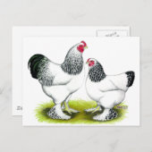 Brahma: Licht Briefkaart (Voorkant / Achterkant)