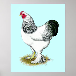 Brahma:  Lichte Haan Poster