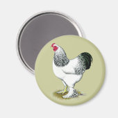 Brahma: Lichte rooster Magneet (Voorkant / Achterkant)