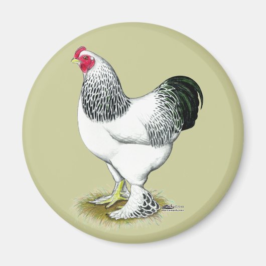 Brahma: Lichte rooster Magneet (Voorkant)