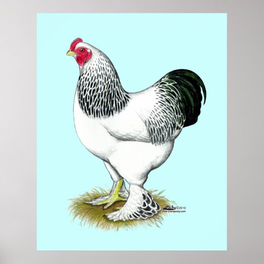 Brahma: Lichte rooster Poster (Voorkant)
