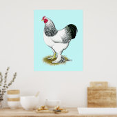 Brahma: Lichte rooster Poster (Keuken)