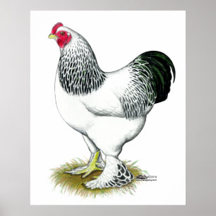Brahma: Lichte rooster Poster
