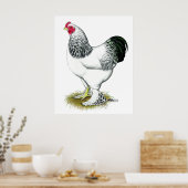 Brahma: Lichte rooster Poster (Keuken)