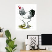 Brahma: Lichte rooster Poster (Thuiskantoor)