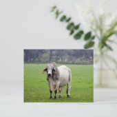 Brahmaan (aka. Brahma) Stier op Gebied Briefkaart (Staand voorkant)