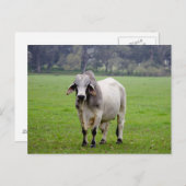Brahmaan (aka. Brahma) Stier op Gebied Briefkaart (Voorkant / Achterkant)