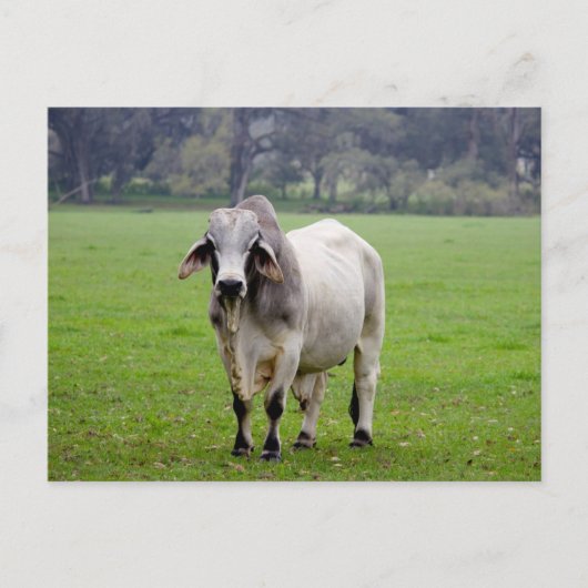 Brahmaan (aka. Brahma) Stier op Gebied Briefkaart (Voorkant)