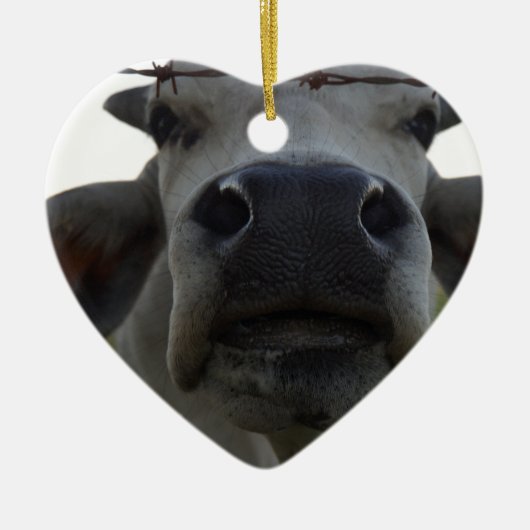 BRAHMAN COW STEER RURAL QUEENSLAND AUSTRALIË KERAMISCH ORNAMENT (Voorkant)