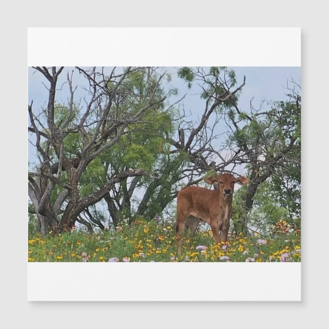 Brahman Kalf in Wilde Bloemen (Voorkant)