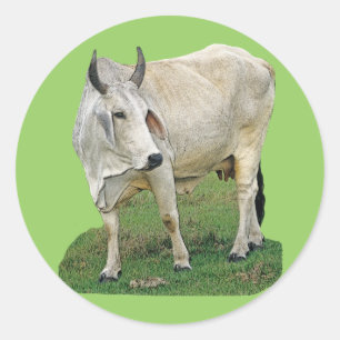 Brahman Koe Ronde Sticker