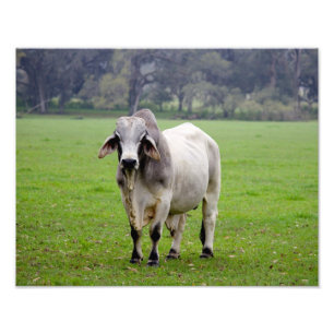 Brahman (ook bekend als Brahma) Bull in Field Foto Afdruk