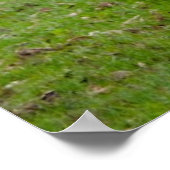 Brahman (ook bekend als Brahma) Bull in Field Poster (Hoek)