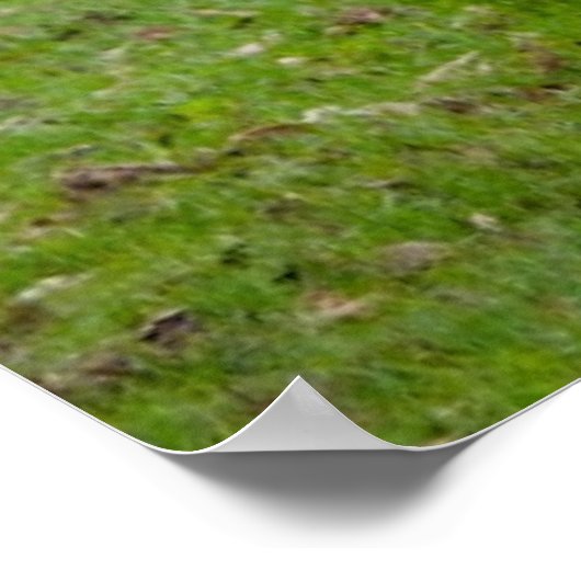 Brahman (ook bekend als Brahma) Bull in Field Poster (Hoek)