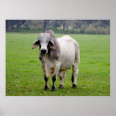 Brahman (ook bekend als Brahma) Bull in Field Poster (Voorkant)