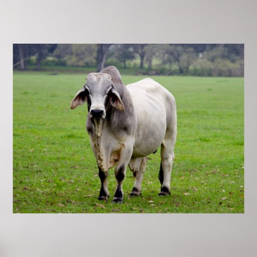 Brahman (ook bekend als Brahma) Bull in Field Poster (Voorkant)