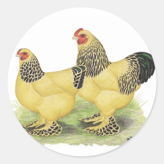 Brahmas: Buff Bantams Ronde Sticker (Voorkant)