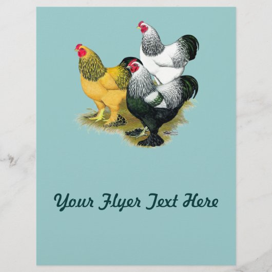 Brahmas Drie Roosters Flyer (Voorkant)