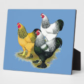 Brahmas Drie Roosters Fotoplaat (Zijkant)