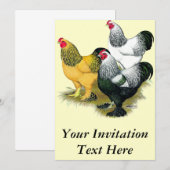 Brahmas Drie Roosters Kaart (Voorkant / Achterkant)