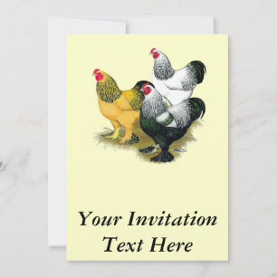 Brahmas Drie Roosters Kaart